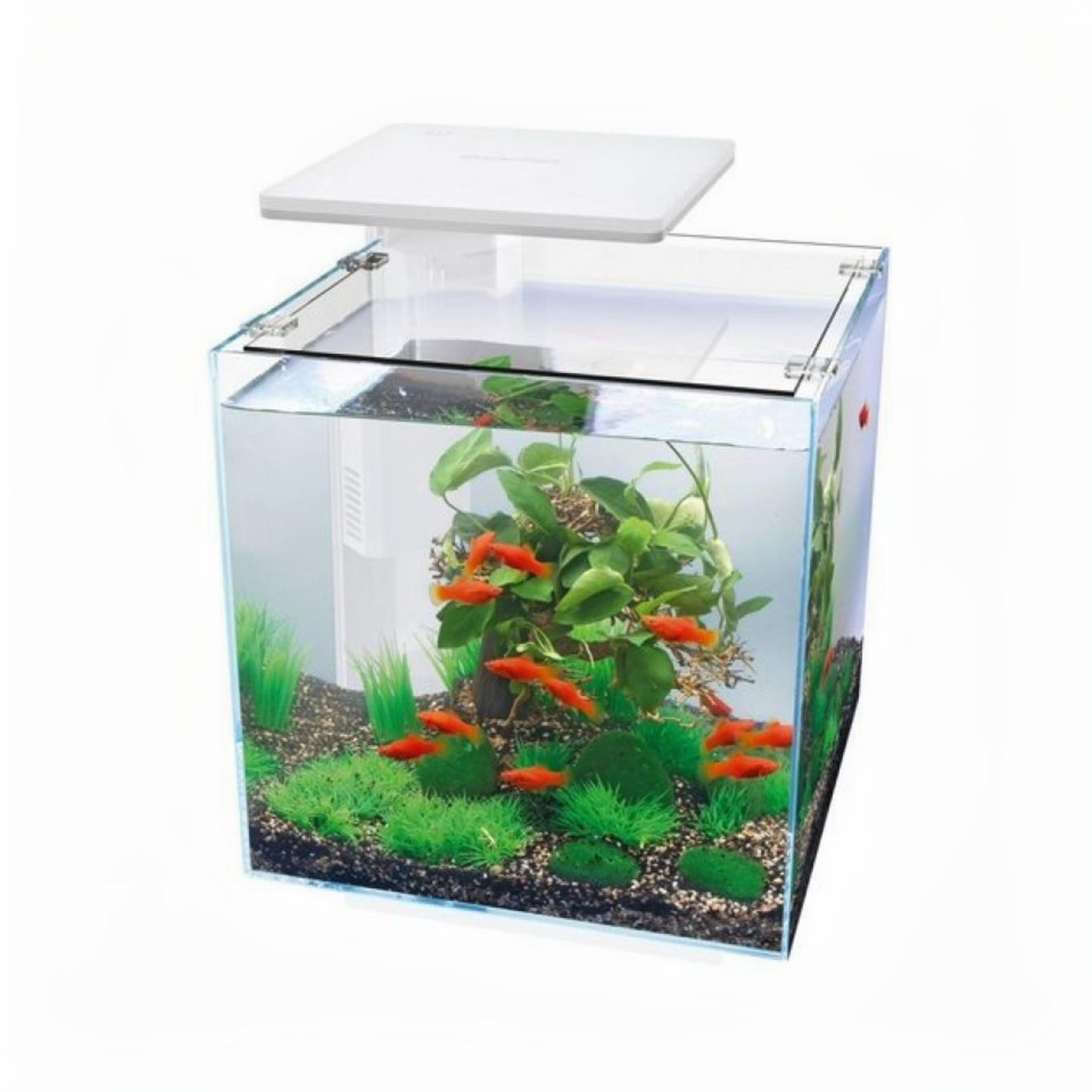 Dier, Aquarium, Vis, Zeeleven, Water