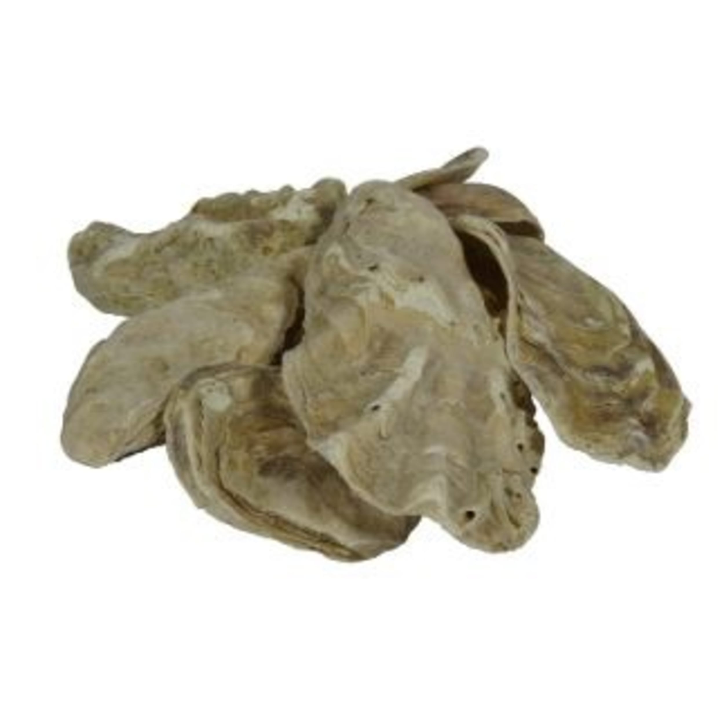 Dier, Zeeleven, Voedsel, Zeevruchten