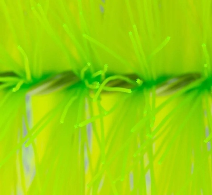 groen, Paars, Mos, Plant