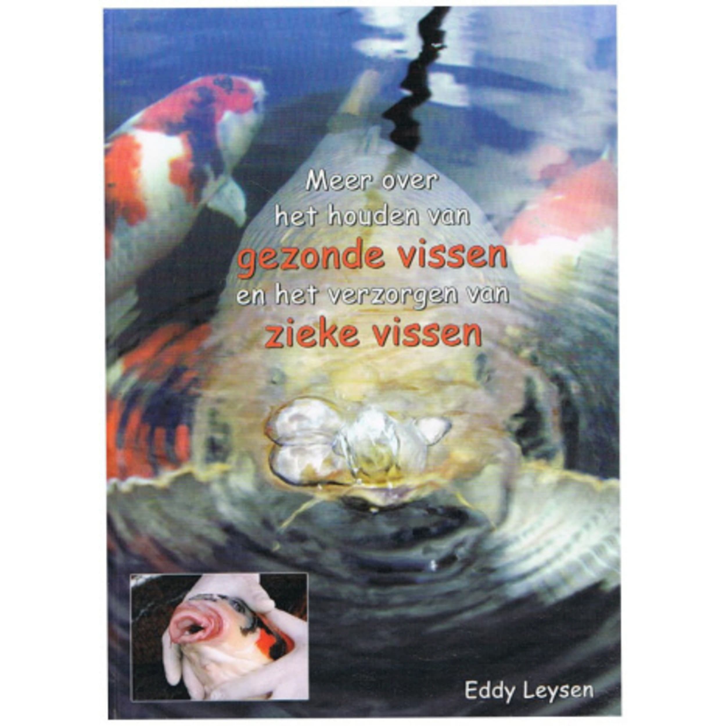 Dier, Karper, Zeeleven, Persoon, Koi